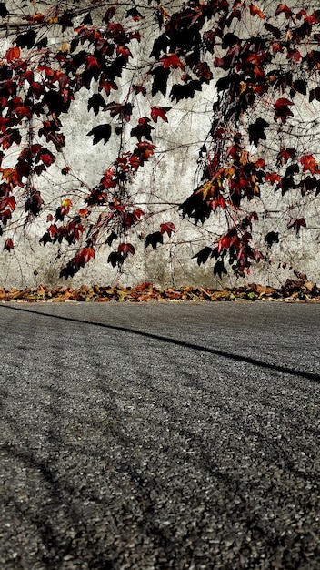 I rami d'autunno sopra la strada