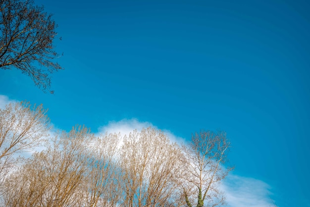 I rami d'autunno sul cielo blu nuvoloso