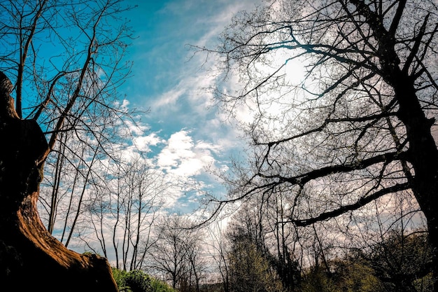 I rami d'autunno sul cielo blu nuvoloso