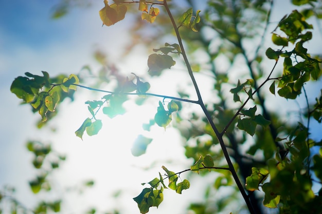 I rami degli alberi alla luce del sole sfondo hd