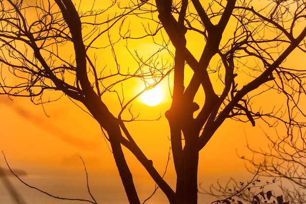 I rami degli alberi attraverso il sole al tramonto