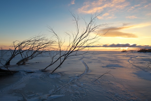 I rami degli alberi che spuntano da sotto il lago ghiacciato all'alba