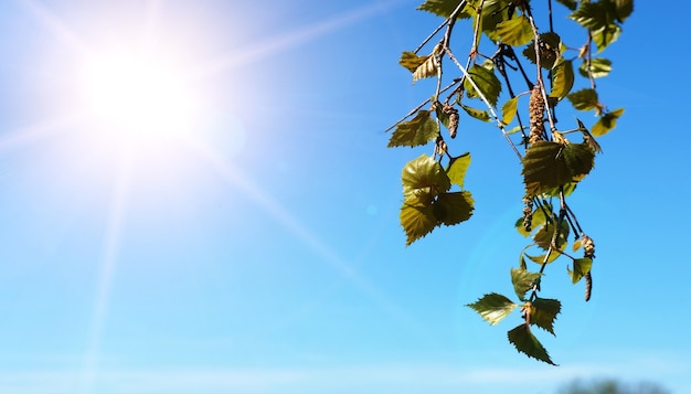 I rami degli alberi contro il cielo blu con il sole splendente