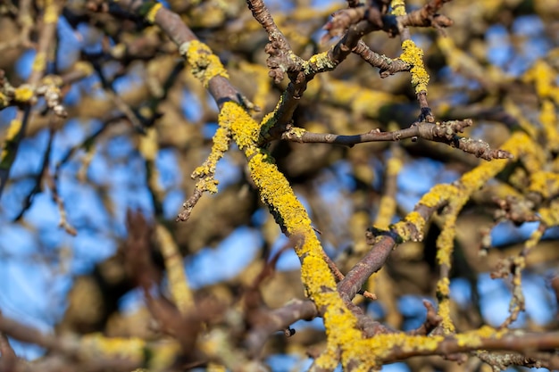 I rami degli alberi contro il cielo blu