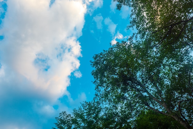 I rami degli alberi contro il cielo blu