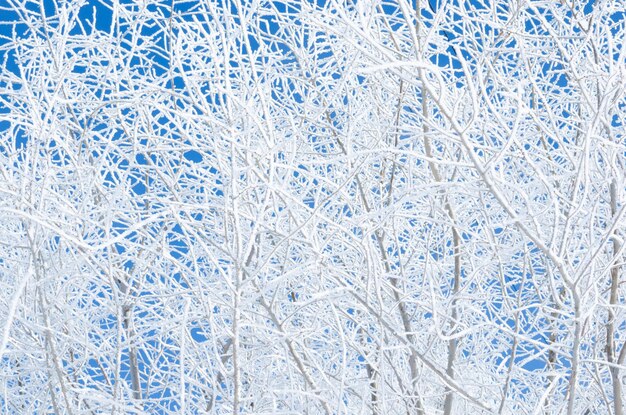 I rami degli alberi coperti di neve in inverno dopo la nebbia sullo sfondo del cielo blu