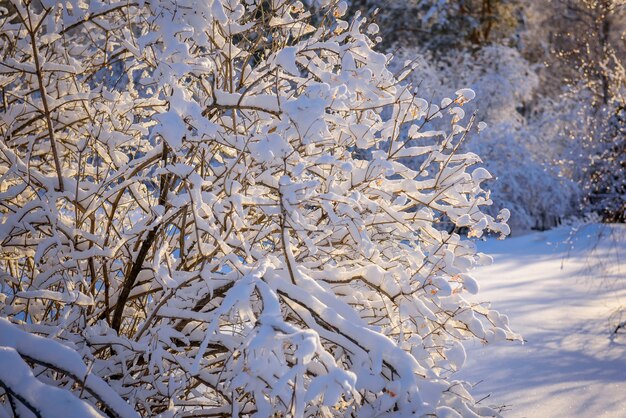 I rami degli alberi coperti di neve sotto la luce diretta del sole