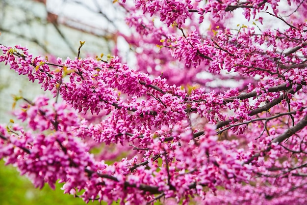 I rami degli alberi di ciliegio in fiore primaverile coperti da fiori rosa vivaci