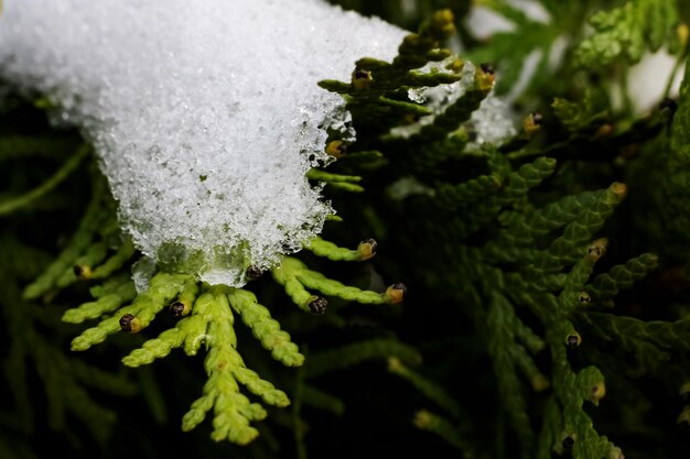 I rami degli alberi di Thuja sotto la neve si chiudono