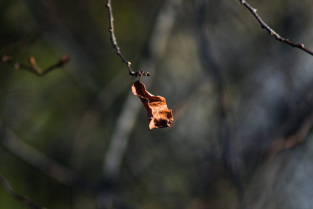 I rami degli alberi in una giornata di sole