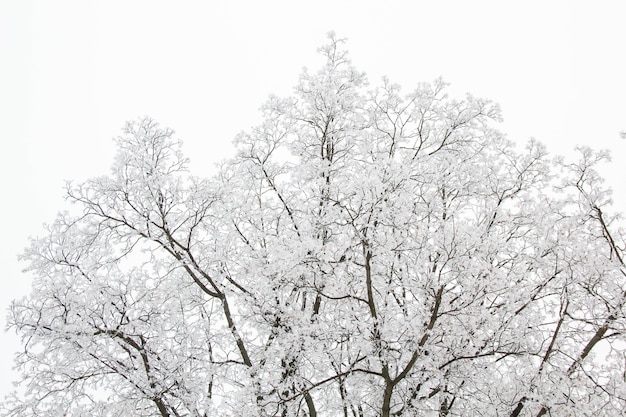 I rami degli alberi in una giornata nevosa nella foresta invernale