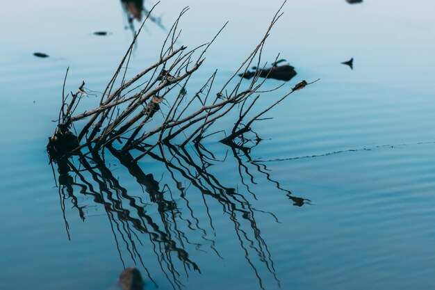 I rami degli alberi nell'acqua e il riflesso.