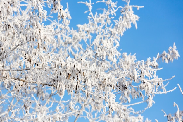 I rami degli alberi ricoperti di brina bianca contro un cielo blu Gli alberi sono ricoperti di neve e brina contro il cielo blu