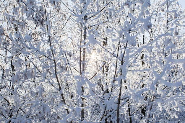 I rami degli alberi sono innevati Foresta invernale