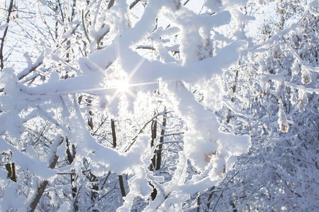 I rami degli alberi sono innevati Foresta invernale