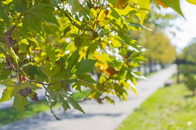 I rami degli alberi sotto i raggi del sole autunnale