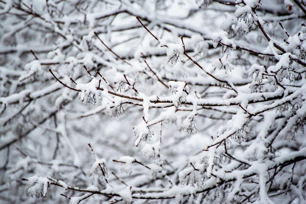 I rami degli alberi sotto il concetto di tempo stagionale del fondo di inverno dell'annata naturale della neve