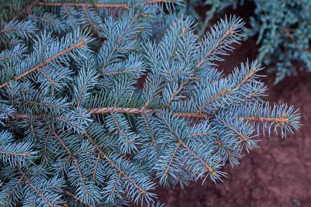 I rami del primo piano di abete blu