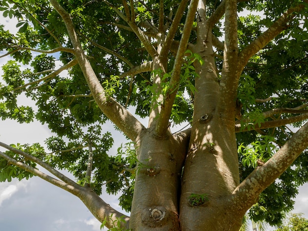 I rami dell&#39;albero del baobab