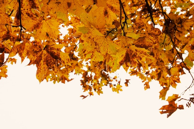 I rami dell'albero di acero di stagione autunnale con foglie gialle copiano lo spazio