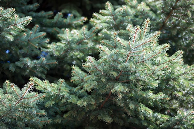 I rami dell'albero di Natale si chiudono in modo naturale