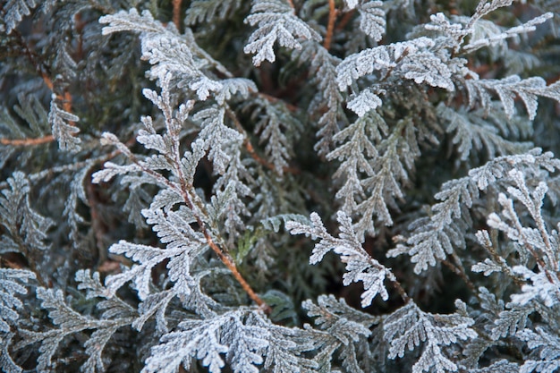 I rami dell'albero sono cosparsi di brina Sfondo invernale di albero di Natale cosparso di neve