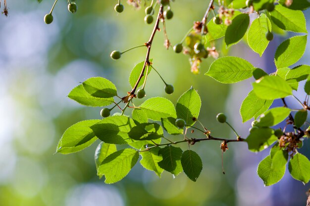 I rami della ciliegia con le foglie fresche brillanti e le piccole ciliege non mature si sono accese dal sole di primavera sul fondo luminoso vago dello spazio della copia del bokeh. Bellezza e protezione della natura, dell'agricoltura e del concetto di giardinaggio.