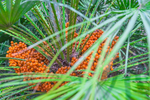 I rami delle palme e dell'albero da frutto arancione