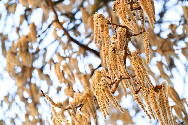 I rami di fioritura dell&#39;albero della tremula con gli orecchini in molla in anticipo, abbelliscono