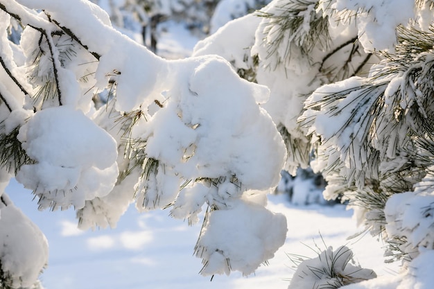 I rami di pino sono ricoperti di soffice neve