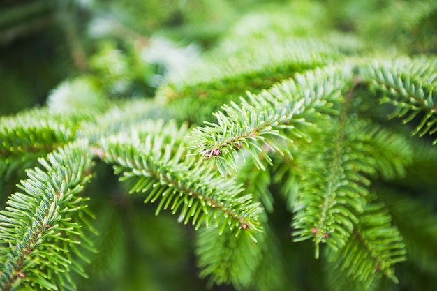 I rami di pino verde si chiudono. Immagine macro