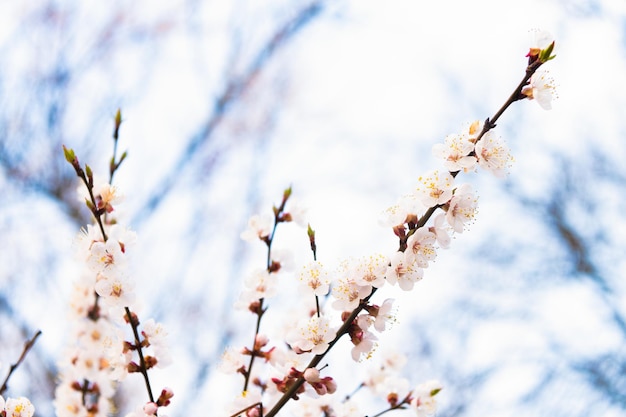 I rami di un albero di albicocca sbocciano con fiori primaverili su sfondo sfocato naturale