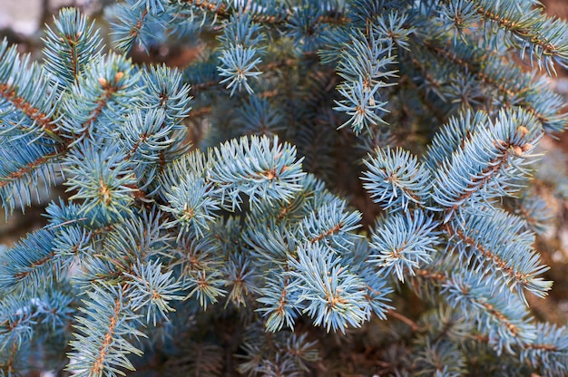 I rami di un albero di Natale