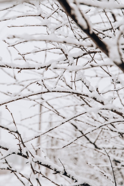 I rami di un albero sono coperti di brina negli alberi gelidi invernali nella foresta innevata