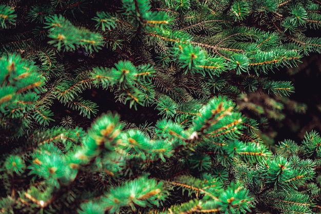 I rami di un pino si chiudono sullo sfondo di Natale
