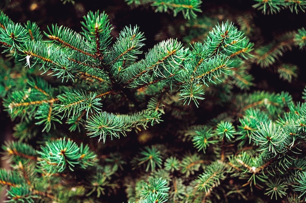 I rami di un pino si chiudono sullo sfondo di Natale