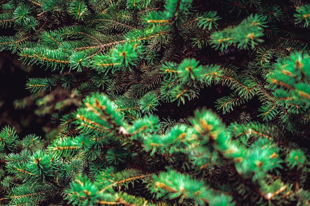 I rami di un pino si chiudono sullo sfondo di Natale