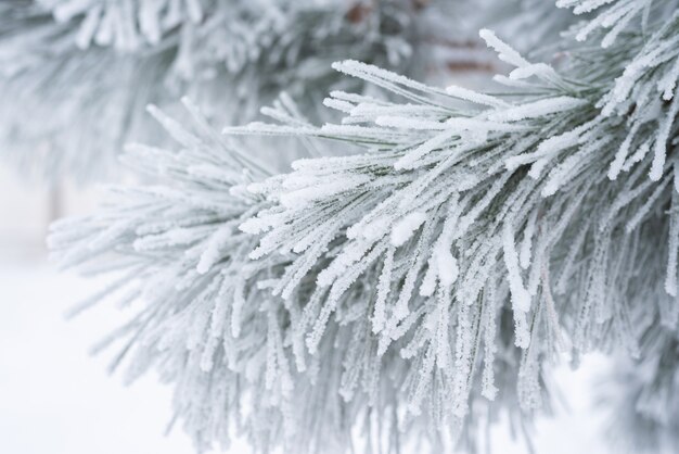 I rami e gli aghi di pino sono coperti di neve soffice. macro