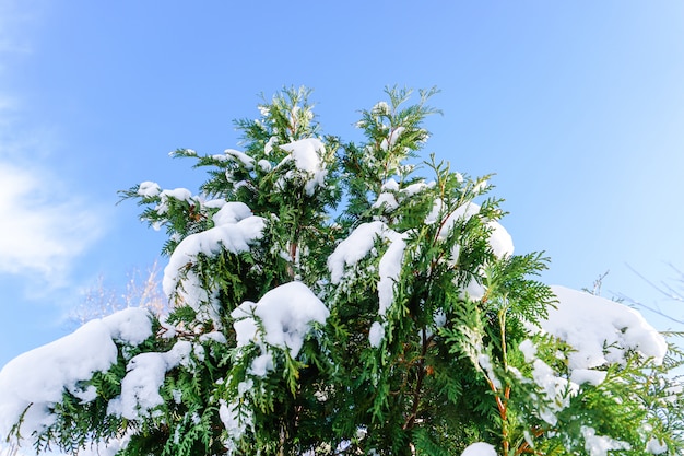 I rami sono pieni di neve