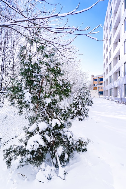 I rami sono pieni di neve