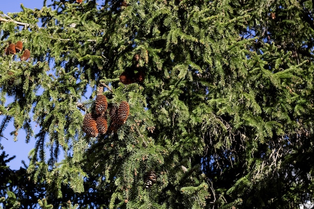 I rami verdi del thuja si chiudono su sfondo astratto