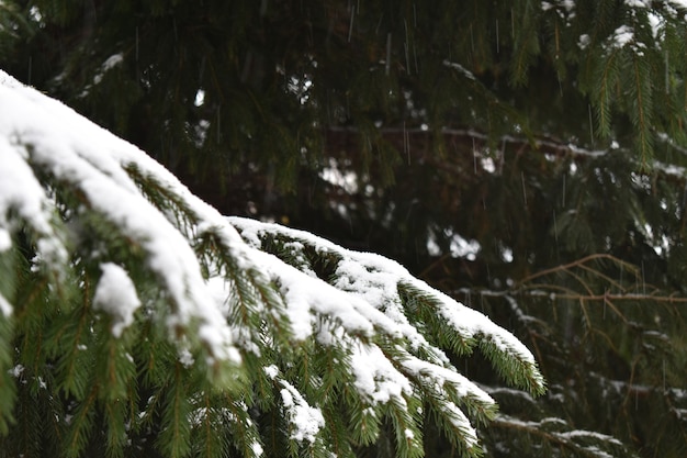 I rami verdi hanno mangiato nella neve