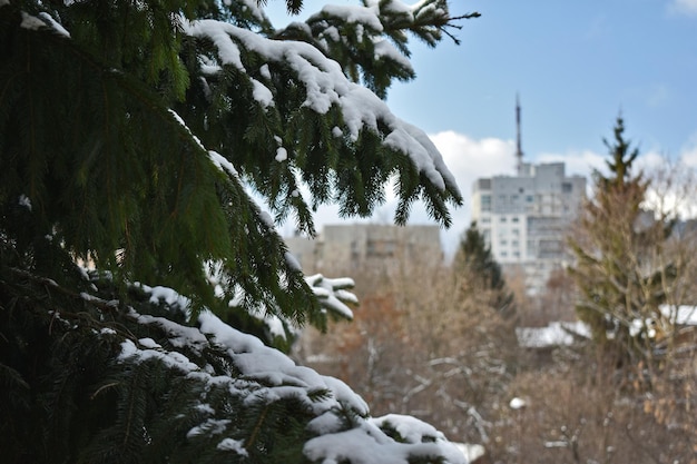 I rami verdi hanno mangiato nella neve