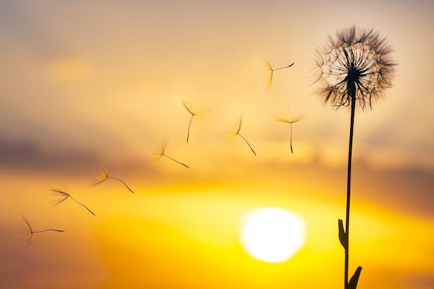 I semi di dente di leone volano sullo sfondo del cielo al tramonto. Botanica floreale della natura