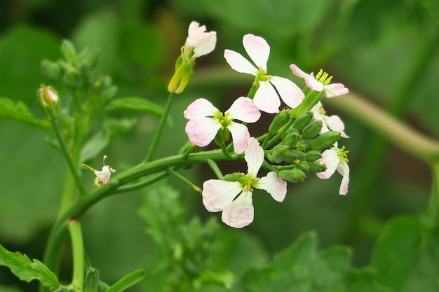 I semi di ravanello in fiore crescono in un letto da giardino in un'azienda agricola. coltivazione di semi di ravanello