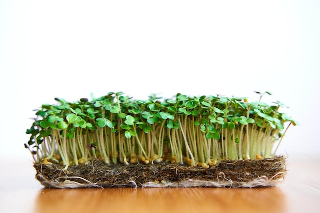 I semi di senape Microgreen crescono su un prato denso di tessuto su fondo di legno