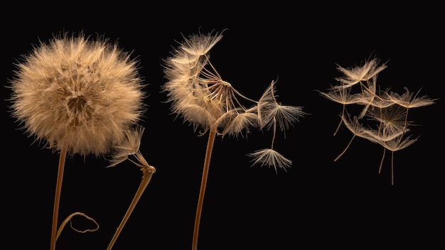 I semi di tarassaco volano da un fiore su uno sfondo scuro botanica e propagazione della crescita della fioritura