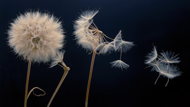 I semi di tarassaco volano da un fiore su uno sfondo scuro botanica e propagazione della crescita della fioritura