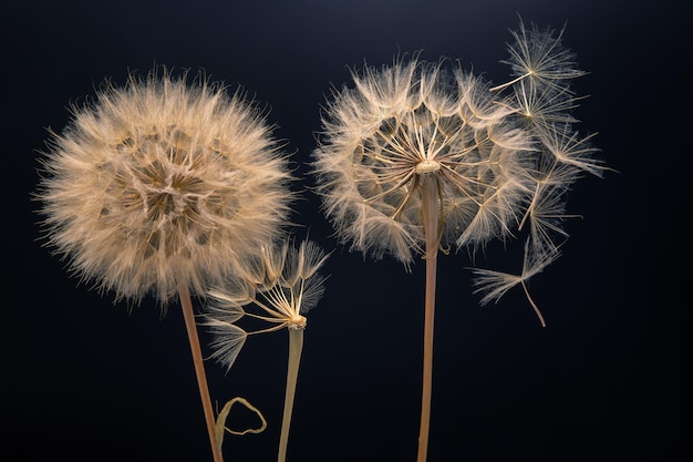 I semi di tarassaco volano da un fiore su uno sfondo scuro botanica e propagazione della crescita della fioritura