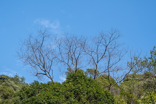 I singoli alberi spiccano nella foresta